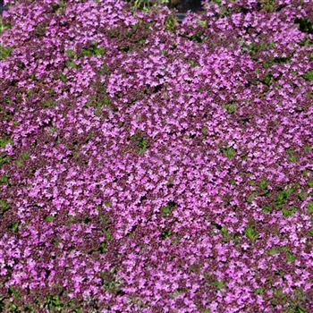 Thymus_praecox_Bressingham_HRM_Q4.jpg