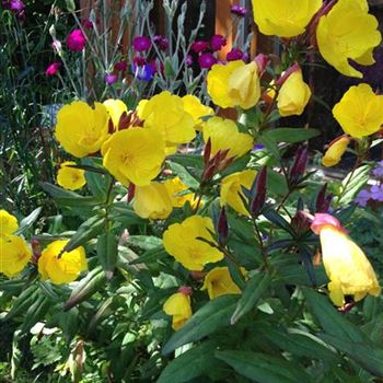 Oenothera_tetragona_Sonnenwende_GR_R1.JPG