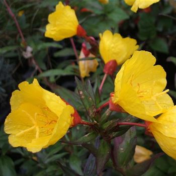 Oenothera_tetragona_Sonnenwende_WI_Q2.jpg