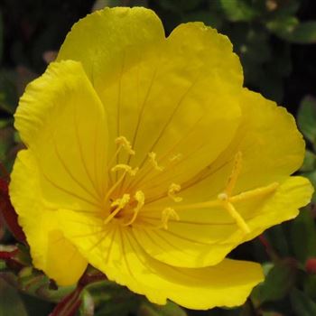 Oenothera_tetragona_Sonnenwende_WI_Q1.jpg