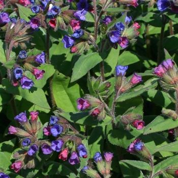 Pulmonaria_officinalis_HRM_Q2.jpg