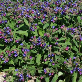 Pulmonaria_officinalis_HRM_Q3.jpg