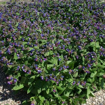 Pulmonaria_officinalis_HRM_Q4.jpg