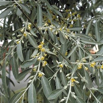 Elaeagnus_angustifolia_1999_3163_b.jpg