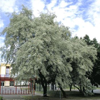 Elaeagnus_angustifolia_1999_3156.jpg