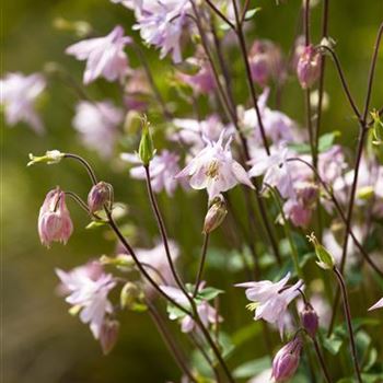 Aquilegia vulgaris