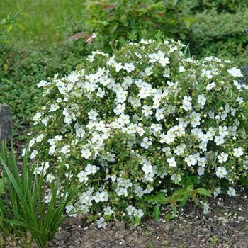 Potentilla_fruticosa_Abbotswood_2009_2483.jpg