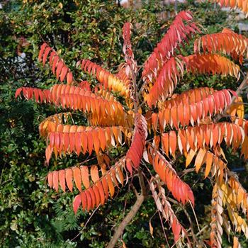 Rhus_typhina_2006_7432.jpg