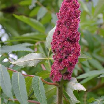 Rhus_typhina_Bluete.JPG