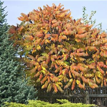 Rhus_typhina_2007_9208_q.jpg