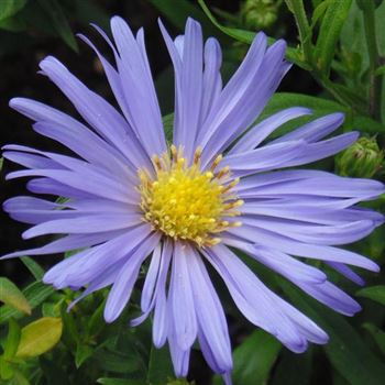 Aster_dumosus_Mittelmeer_WI_Q1.jpg