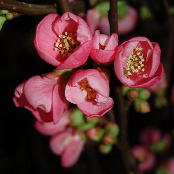 Chaenomeles_Pink_Lady_q_1.jpg