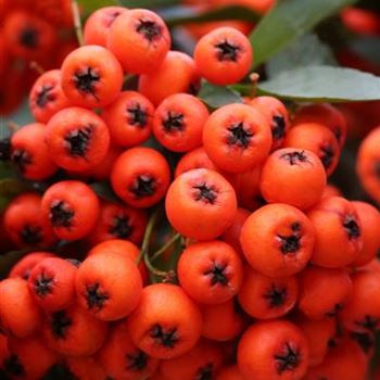 Pyracantha_Orange_Charmer_1S1B9092.JPG