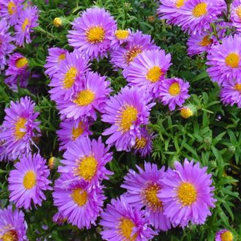 Aster_dumosus_Kassel_WI_Q2.jpg