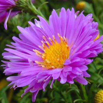 Aster_dumosus_Kassel_WI_Q1.jpg