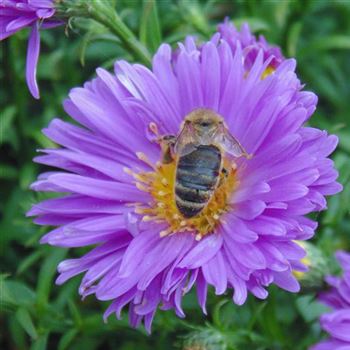 Aster_dumosus_Kassel_WI_Q3.jpg