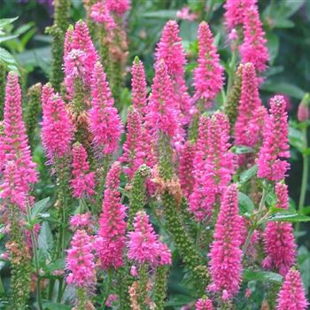 Veronica_spicata_Rotfuchs_HRM_Q1.jpg