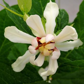 Sinocalycanthus_Venus_RD_Q1.jpg