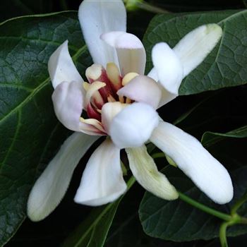 Sinocalycanthus_Venus_q.jpg