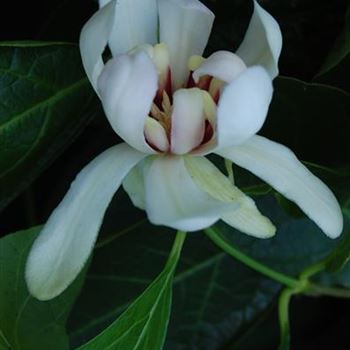 Sinocalycanthus_Venus_1.JPG