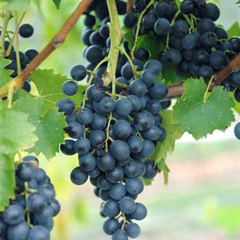 Vitis_Muscat_Bleu_HRM_R4.jpg