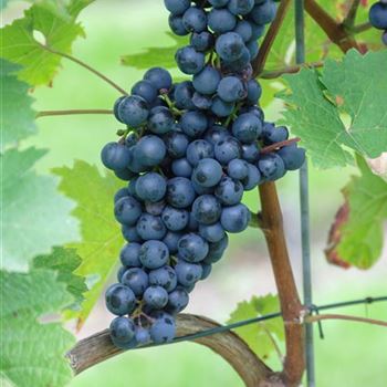 Vitis_Dornfelder_HRM_R2.jpg