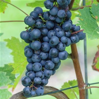 Vitis_Dornfelder_HRM_Q1.jpg