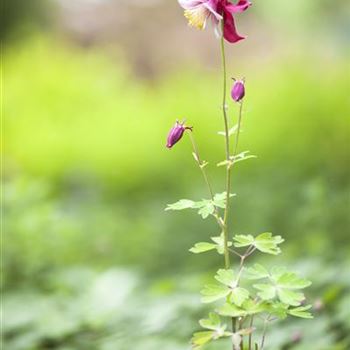 Aquilegia vulgaris