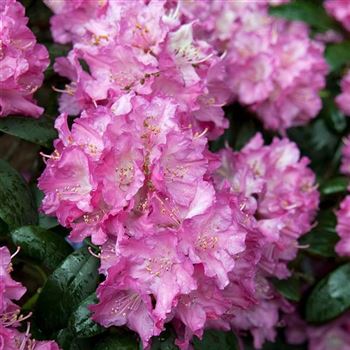 Rhododendron_yakushimanum_Tatjana_2006_1719_Q.jpg