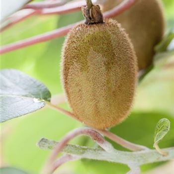 Actinidia chinensis