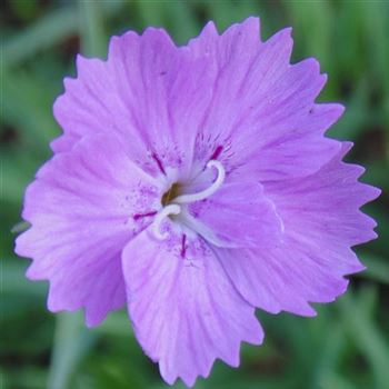 Dianthus_gratianopolitanus_Eydangeri_WI_Q1.jpg