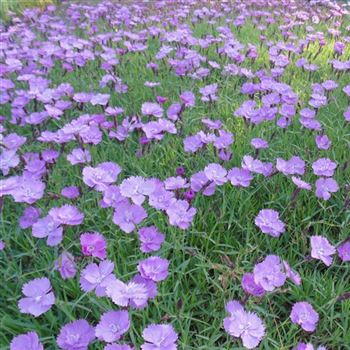 Dianthus_gratianopolitanus_Eydangeri_WI_Q3.jpg