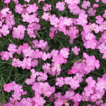 Dianthus_gratianopolitanus_Eydangeri_WI_Q2.jpg