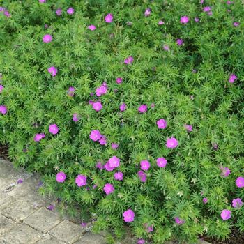 Geranium_sanguineum_HRM_Q2.jpg