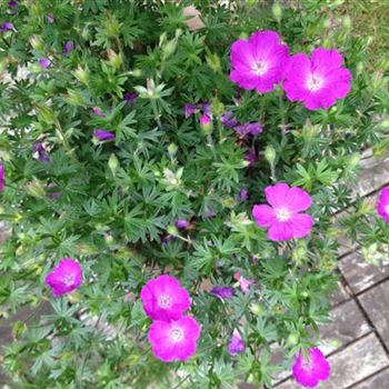 Geranium_sanguineum_GR_R2.jpg