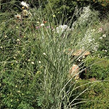 Miscanthus_sinensis_Morning_Light_GR_R4.jpg