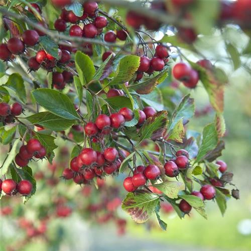 Crataegus prunifolia 'Splendens'