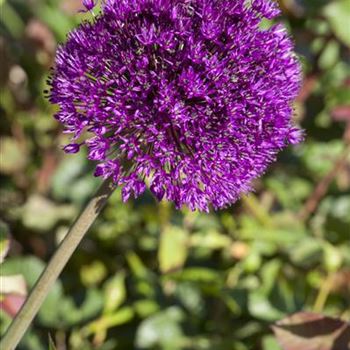 Allium aflatunense