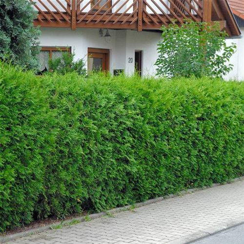 Thuja occidentalis 'Brabant'