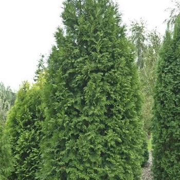 Thuja_occidentalis_Brabant_2006_5729.jpg