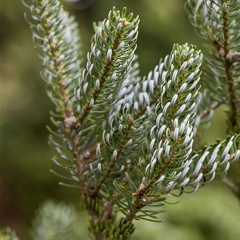 Abies koreana 'Silberlocke'