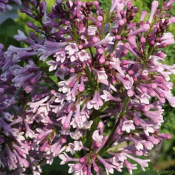 Syringa_prestoniae_Royalty_1S1B5210.JPG