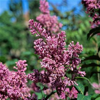 Syringa_prestoniae_Royalty_2004_0615.jpg