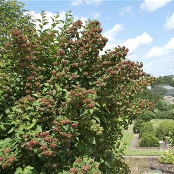 Physocarpus_opulifolius_2007_1801.jpg