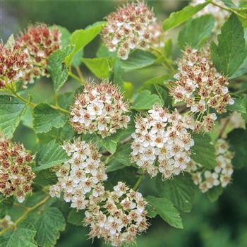 Physocarpus_opulifolius_1998_2541.jpg