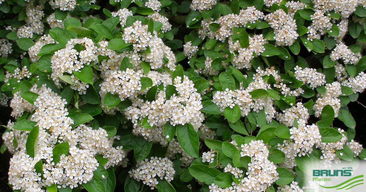 Photinia villosa,  von Bruns Pflanzen