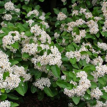 Photinia_villosa.JPG