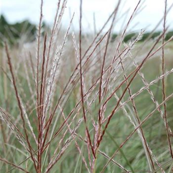 Miscanthus_sinensis_Kleine_Silberspinne_GR_Q1.jpg