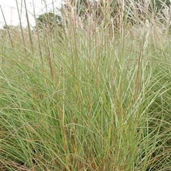 Miscanthus_sinensis_Kleine_Silberspinne_GR_R6.jpg