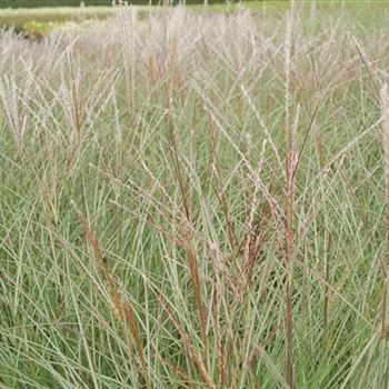 Miscanthus_sinensis_Kleine_Silberspinne_GR_R5.jpg